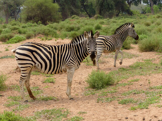 Two Zebra Close Up with One Looking at the Camera, South Africa