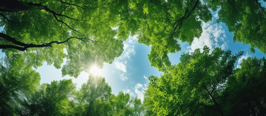 No individuals on a sunny summer day in a forest with tall forest trees showing a lush green canopy, in a low-angle copy space image.