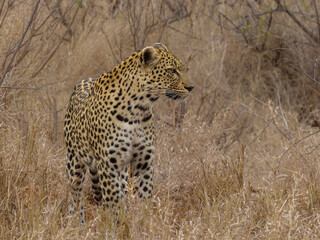 Male Leopard Standing about to Hunt, South Africa