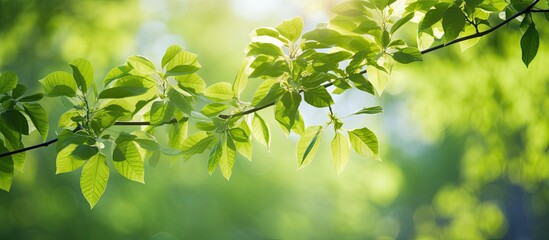 Sunny day in spring forest with tree branches and young leaves, featuring a blurred backdrop with copy space image.