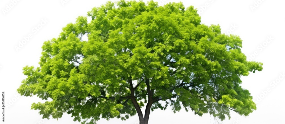 Poster tall trees stand alone against a white backdrop in a copy space image.