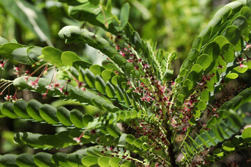 Tropical leaf flower or weed (Phyllanthus pulcher)