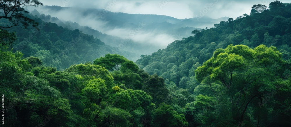 Poster bird's-eye-view of a lush green forest, representing a healthy ecosystem with a serene background an