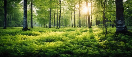 Copy space image of summer forest and foliage with vibrant green trees on a white background for printing and web use.