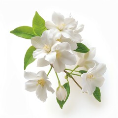 A white background image of a fragrant jasmine flower