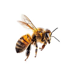 A white background image of a buzzing honeybee in flight