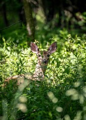 A young deer, hiding amongst the forest underbrush, appears almost ethereal in the gentle light.