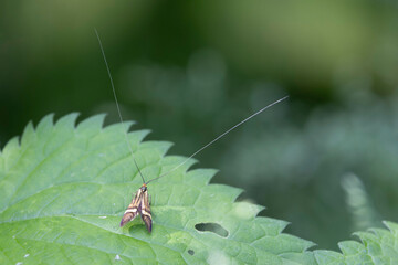 longhorned butterfly Nemophora degeerella male in close view on low vegetation