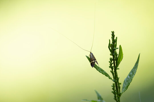 longhorned butterfly Nemophora degeerella male in close view on low vegetation