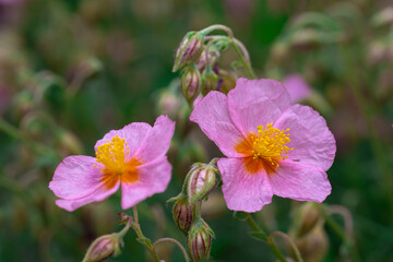 Posłonek (Helianthemum, Rock rose)