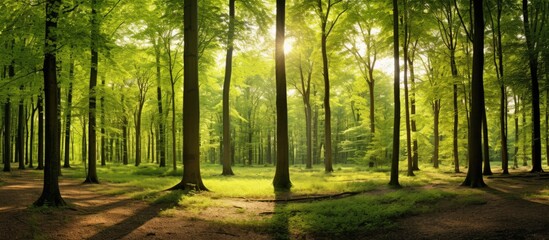 Lush spring forest with sunlight filtering through the canopy, creating a serene atmosphere for a copy space image.