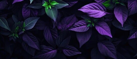 Close-up view of purple leaves creates an abstract leaf texture in the background with copy space image.