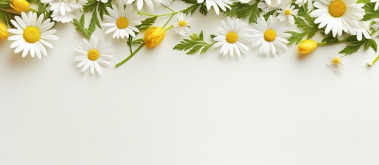 Fototapeta premium Yellow flowers and eucalyptus leaves arranged on a white surface, captured from above with a lot of empty space for writing or adding other visual elements in the shot. Copy space image