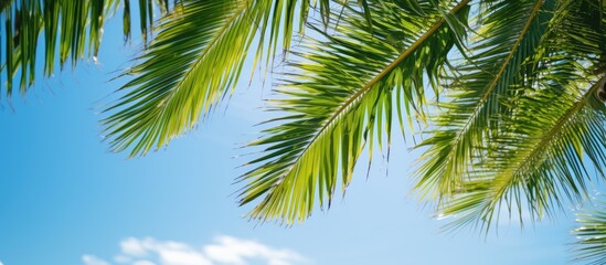 Fototapeta premium A photograph of palm leaves with a white background provides ample copy space image.