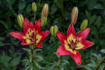 Lilia ogrodowa (Lilium, Lilies)
