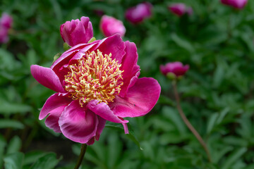 Piwonia (Paeoniaceae, Peony) © Ania Burczyńska