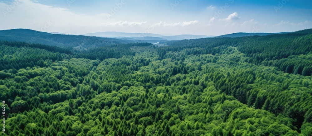 Poster aerial view of a sunlit forest in summer, ideal for use as a summer background with copy space image