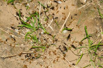 Wiesenameise oder Gelbe Wiesenameise ( Lasius flavus ) im Garten