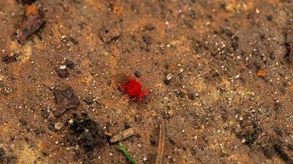 A small red bug on soil, surrounded by plants and flowers
