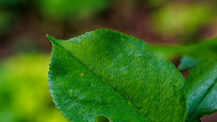 A detailed view of a green leaf with a bug on it in a close up shot