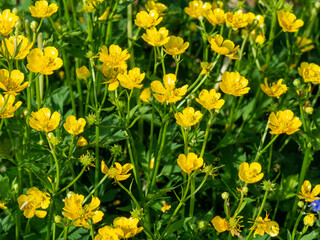 Ranunculus acris or meadow buttercup, tall buttercup, common buttercup, giant buttercup. Plants and...