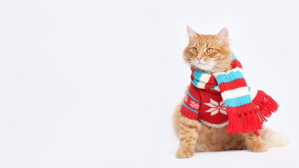 Cat wearing red winter clothes. Christmas cat card. Santa's helper. Happy New Year 2025. Celebration. Holiday concept. Chinese New Year. Tradition, family. Merry Christmas. 