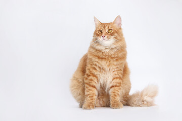 Obraz premium Beautiful red Cat sits and looks away. Cat close up. Cute fluffy Kitten. Kitten on a white background. Pet. Animal care. Animal background. Place for text. Domestic ginger cat. Pet shop. Copy space