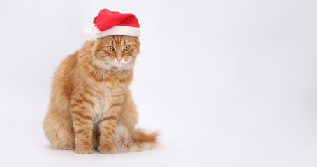 Cat wearing Santa Claus xmas red cap. Place for text. Pet. Xmas. Happy New Year. Merry Christmas....