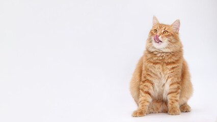 Cat sits and licks its lips. White background studio shot of feline. Domestic kitten looking up. Close-up portrait of Cat on white. Indoor cat on light  background. Copy space. 