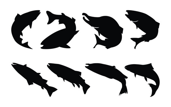 Atlantic salmon fish silhouette collection. Sea animal salmon fish vector illustration set. 