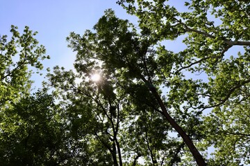 The sunlight coming in the tall spring trees in the forest.