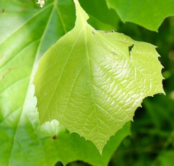 A close view of the bright green leaf on the tree branch.