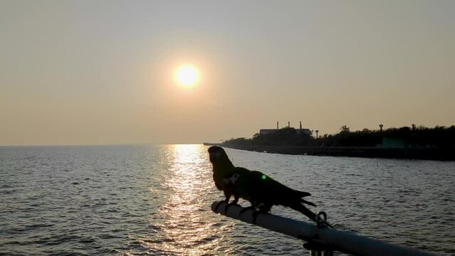 Silhouette Parrot Bird with sunset  in Bang Pu seaside is one of the beautiful bird watching and Sunset viewpoints in Sichan Pradit Bridge Viewpoint in bangpu samutprakarn thailand
