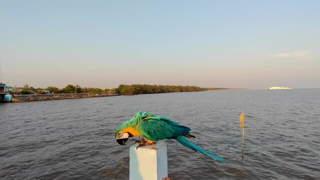 Parrot Bird in Bang Pu seaside is one of the beautiful bird watching and Sunset viewpoints in Sichan Pradit Bridge Viewpoint in bangpu samutprakarn thailand - Animal and Wildlife  