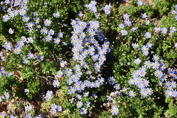 Felicea amelloides au printemps au jardin