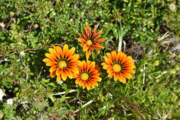 Gazania orange au jardin