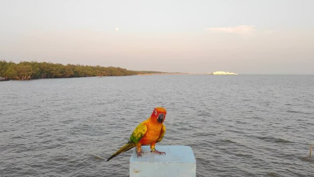 Parrot Bird in Bang Pu seaside is one of the beautiful bird watching and Sunset viewpoints in Sichan Pradit Bridge Viewpoint in bangpu samutprakarn thailand - Animal and Wildlife  