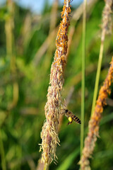 Apis cerana (Asian honey bee) is working on Alang-grass