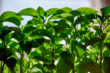 Vibrant Green Pepper Plants Flourishing in a Windowsill Garden