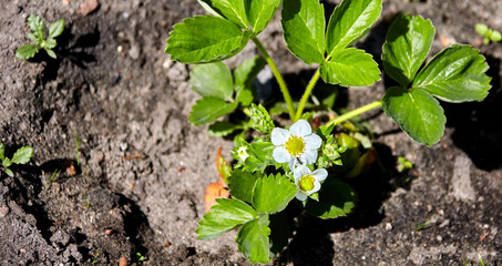 Strawberry Plants Blooming in a Garden on a Sunny Day