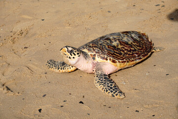 Animal scene of Sea turtle walking on the sand beach go to the sea at sattahip thailand - Volunteers release turtles into the sea Return to nature