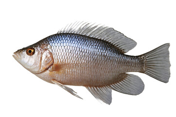 Obraz premium Silver blue fish with fins spread in side profile, against a transparent white background, png format