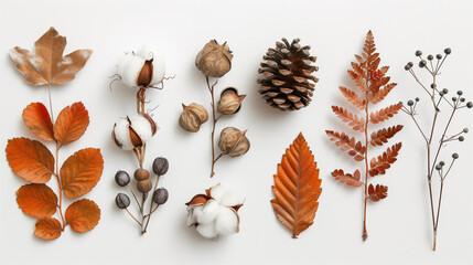 Obraz premium Dried Autumn Leaves and Botanical Elements Arranged on White Background