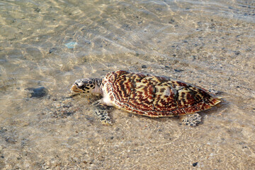Animal scene of Sea turtle walking on the sand beach go to the sea at sattahip thailand - Volunteers release turtles into the sea Return to nature