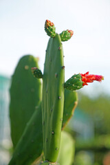 Big Green Bunny Cactus and red cactus flower in the park - Nature Plant and Garden with Copy space - image from sattahip Thailand 