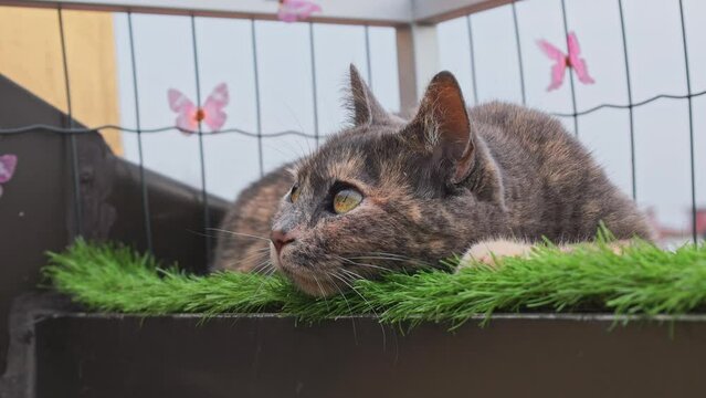 gattina sul terrazzo di casa, kitten on the terrace of the house