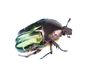 Green bright bug, cetonia aurata,on isolated white background