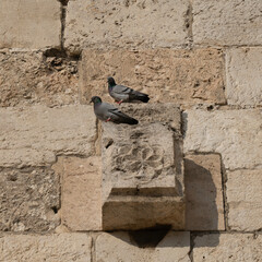 Two Pigeons Perched on an Ornate Stone in the Wall of Old Jerusalem
