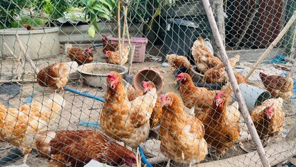 Many chickens are in the farm