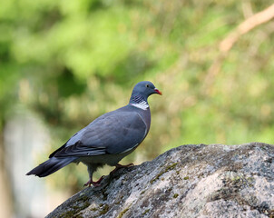 Common wood pigeon